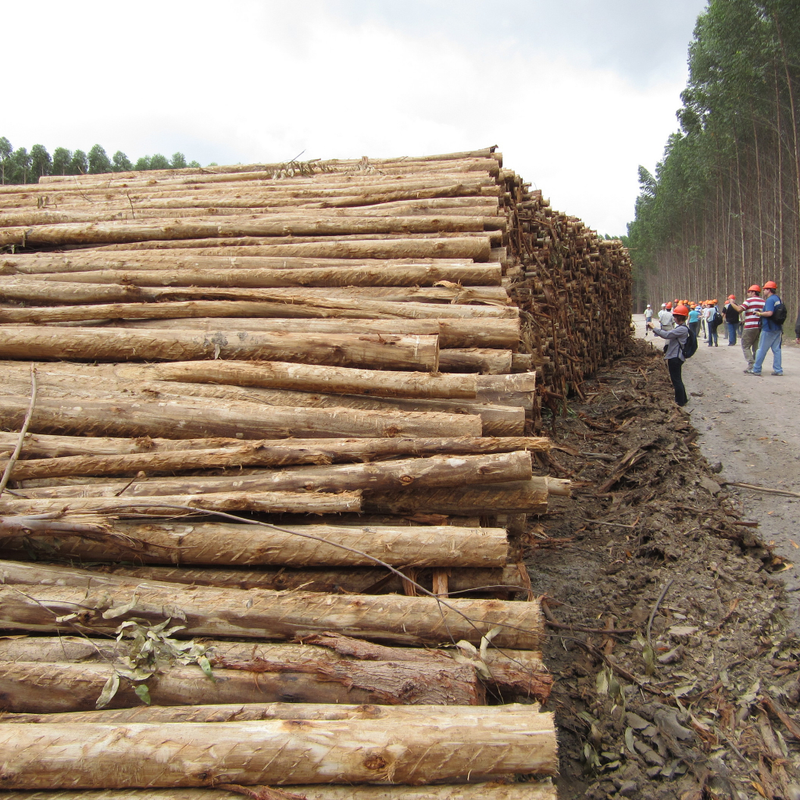 Eucalyptus logs await shipment at a plantation in Brazil. (Photo: Steve Strauss/flickr Oregon State University )